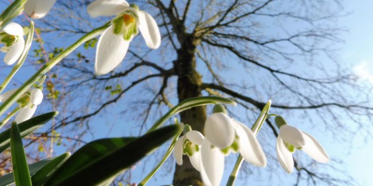 Afrohet pranvera e vërtetë!