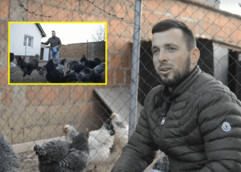 I riu nga Gjilani që është pasionant i madh i pulave