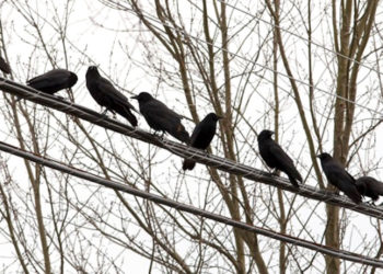 Numër më i vogël sorrash vërehet në Prishtinë në kohën e pandemisë