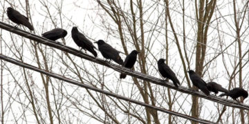 Numër më i vogël sorrash vërehet në Prishtinë në kohën e pandemisë