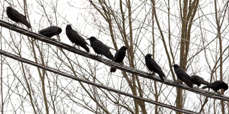 Numër më i vogël sorrash vërehet në Prishtinë në kohën e pandemisë