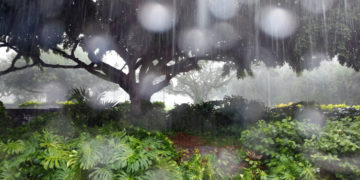 Afrohen reshjet e shiut në Kosovë