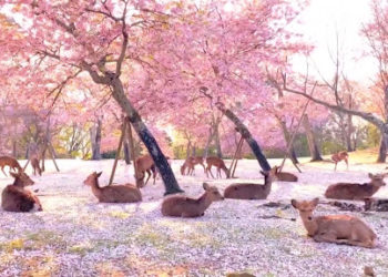 Drerët zënë vendin e njerëzve, shtrihen për të pushuar nën hijet e pemëve