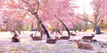 Drerët zënë vendin e njerëzve, shtrihen për të pushuar nën hijet e pemëve