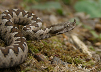 Në Gërmi ka disa lloje të gjarpërinjve, kërkohet kujdes nga vizitorët