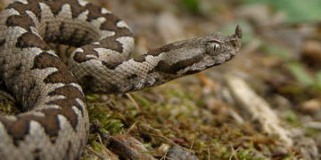 Në Gërmi ka disa lloje të gjarpërinjve, kërkohet kujdes nga vizitorët