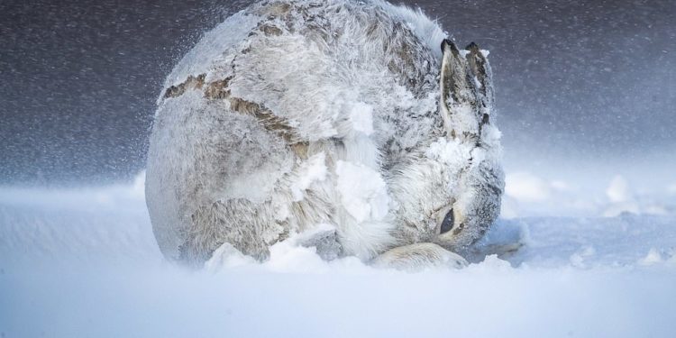 “Topi prej bore” fiton çmimin e parë në garën e fotografive më të bukura