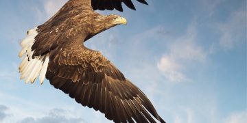 Shqiponja me bisht të bardhë rikthehet në Britani të Madhe pas 240 vjetësh