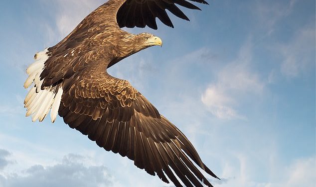 Shqiponja me bisht të bardhë rikthehet në Britani të Madhe pas 240 vjetësh