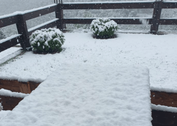 Zbardhet nga bora Prevalla