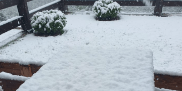 Zbardhet nga bora Prevalla