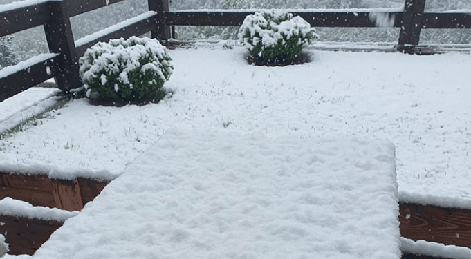 Zbardhet nga bora Prevalla