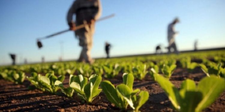 Bujqësia, ndër punët më pak të paguara në Kosovë