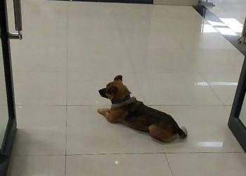 Qeni pret prej tre muajsh në hollin spitalit pronarin e tij që vdiq nga koronavirusi