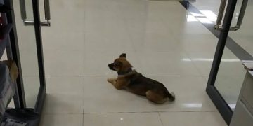 Qeni pret prej tre muajsh në hollin spitalit pronarin e tij që vdiq nga koronavirusi