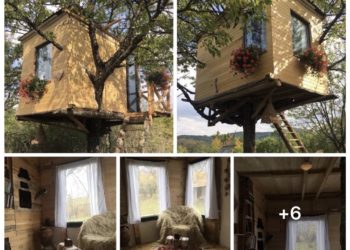 Shtëpizë në pemë, punim i mrekullueshëm i realizuar në Koliq të Prishtinës