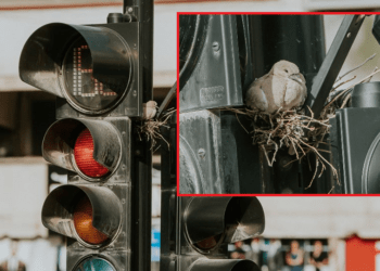 “Kumria” ndërton folenë në semaforët e Gjilanit