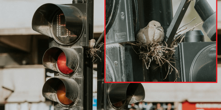 “Kumria” ndërton folenë në semaforët e Gjilanit