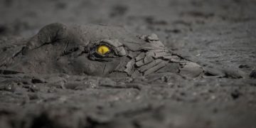 Momente magjike, kur kafshët bëhen “një me natyrën”