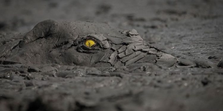 Momente magjike, kur kafshët bëhen “një me natyrën”