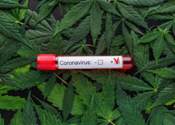 Gjetja e çuditshme e shkencëtarëve kanadezë: Kanabisi e shëron dhe parandalon koronavirusin