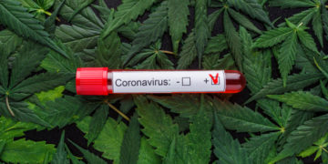 Gjetja e çuditshme e shkencëtarëve kanadezë: Kanabisi e shëron dhe parandalon koronavirusin