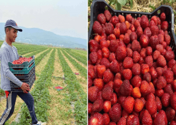 Në Krushë të Madhe të Rahovecit mbillen 3.5 hektarë me dredhëza