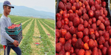 Në Krushë të Madhe të Rahovecit mbillen 3.5 hektarë me dredhëza