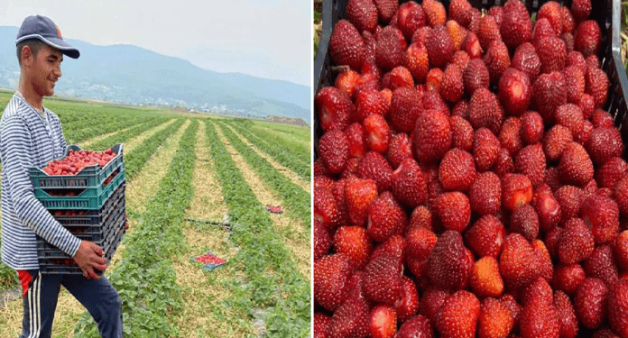 Në Krushë të Madhe të Rahovecit mbillen 3.5 hektarë me dredhëza