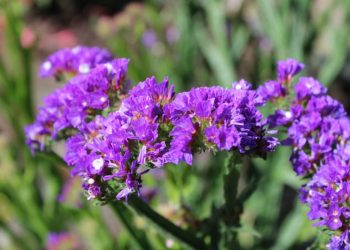 Sot mot stabil dhe me diell, por freskët