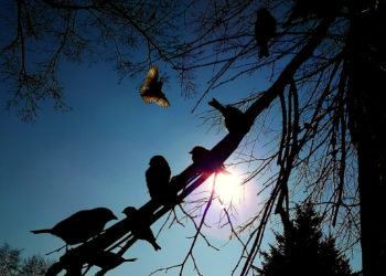 Moti për ditën  e sotme