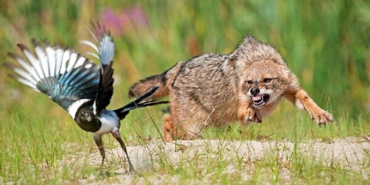 Bukuria e natyrës, foto të veçanta të botës së egër