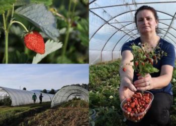 Familja që në serrë mbjell dredhëza mali, e provuan rastësisht por rezultati i befasoi