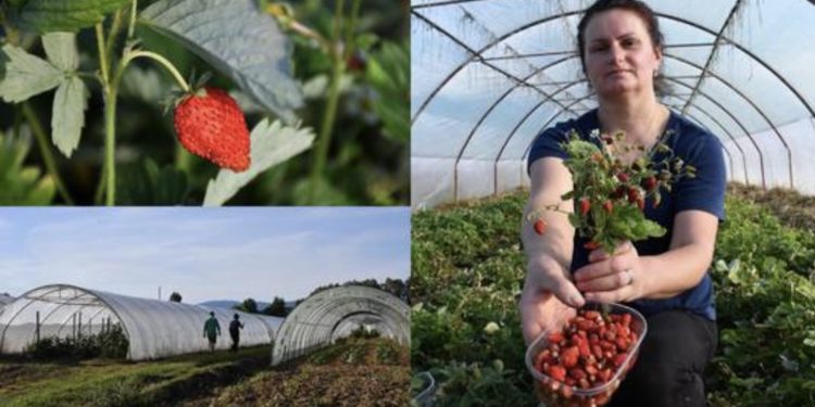 Familja që në serrë mbjell dredhëza mali, e provuan rastësisht por rezultati i befasoi