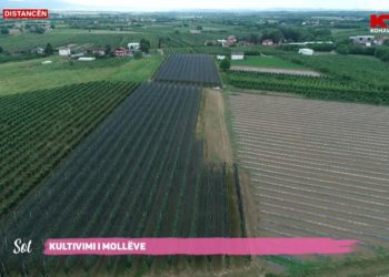 Pemishtja 18 hektarëshe e mbjellur me mollë e bujkut kosovar