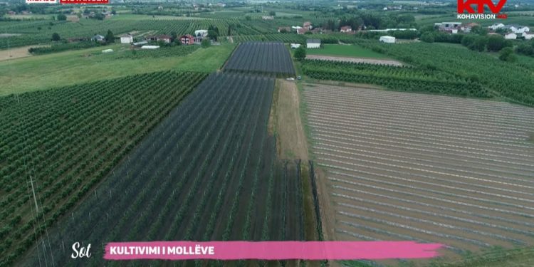 Pemishtja 18 hektarëshe e mbjellur me mollë e bujkut kosovar