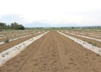 Pësoi dëme 30 mijë euro, fermeri nga Krusha e Madhe në prag të falimentimit