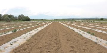 Pësoi dëme 30 mijë euro, fermeri nga Krusha e Madhe në prag të falimentimit