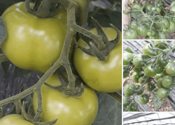 Domatet dhe domantinat e Rahovecit, të gatshme për treg