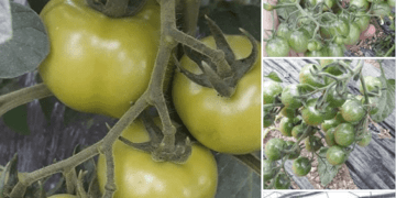 Domatet dhe domantinat e Rahovecit, të gatshme për treg