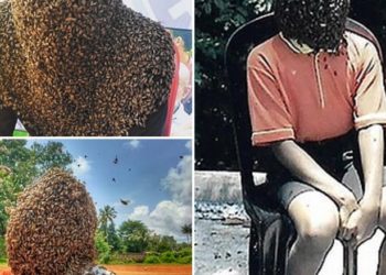 Indiani që i lejon 60 mijë bletët t’i mbulojnë fytyrën, thotë se insektet janë “miqtë e tij më të mirë”