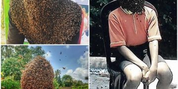 Indiani që i lejon 60 mijë bletët t’i mbulojnë fytyrën, thotë se insektet janë “miqtë e tij më të mirë”