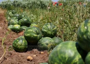 Fermerët, ankesa për shalqirin: Çmimi më i ulët i 10 viteve të fundit