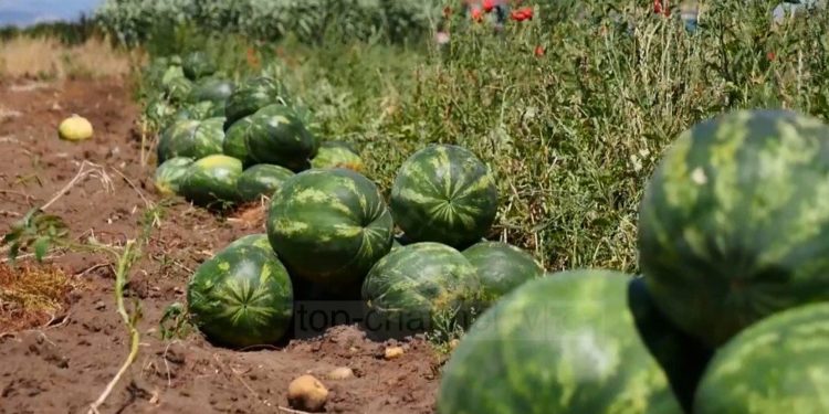 Fermerët, ankesa për shalqirin: Çmimi më i ulët i 10 viteve të fundit