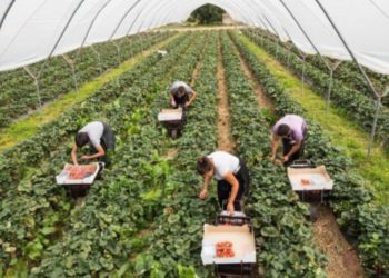 Kosova punon vetëm 44.8 % të tokës