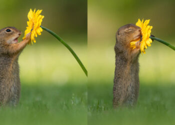 Foto në një milion: Fotografi kap momentin kur ketri ndalet për t’i marrë erë lules