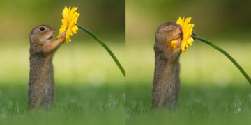 Foto në një milion: Fotografi kap momentin kur ketri ndalet për t’i marrë erë lules