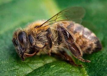 Xhungla e Amazonës: Varreza e miliona bletëve