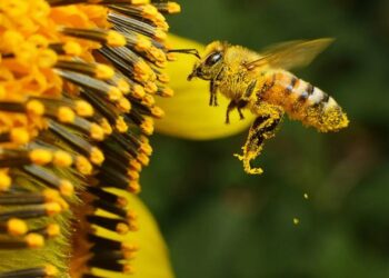 Bleta, shpallet krijesa më e rëndësishme që jeton në planet