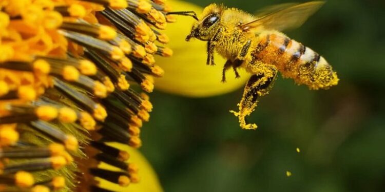 Bleta, shpallet krijesa më e rëndësishme që jeton në planet